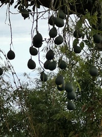 a tree with a lot of fruit on it