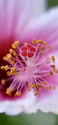 a close up of a pink hibiscus flower