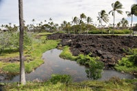 a stream running through a grassy area with palm trees