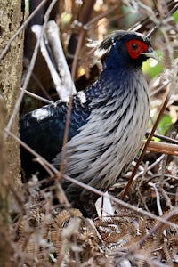 a bird is standing in the woods