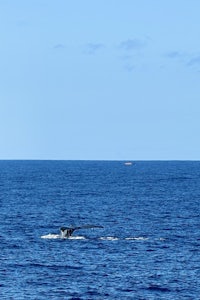 a humpback whale in the ocean