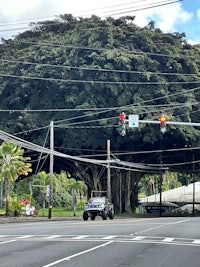 a tree on the side of a road