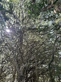 the sun is shining through a tree