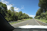 trees on the side of the road