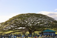 a large tree in a cemetery